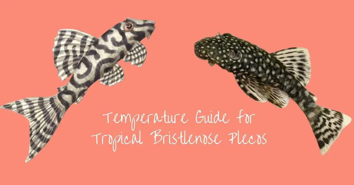 Image of Temperature Guide for Tropical Bristlenose Plecos