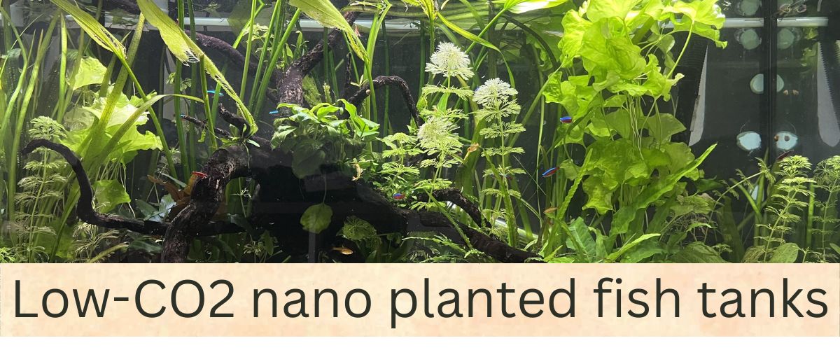 Low-CO2 Adaptive Freshwater Micro Schooling Fish Care for Nano Planted Tanks