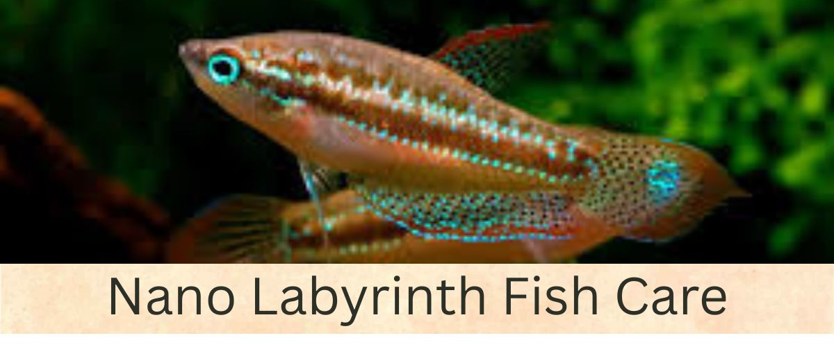 Nano Labyrinth Fish Care
