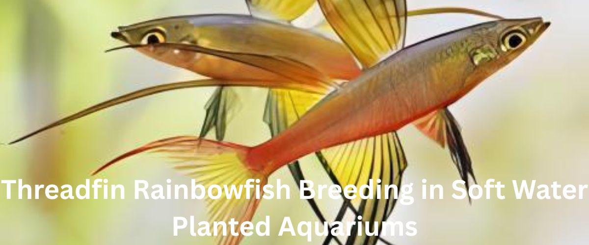 Threadfin Rainbowfish Breeding in Soft Water Planted Aquariums