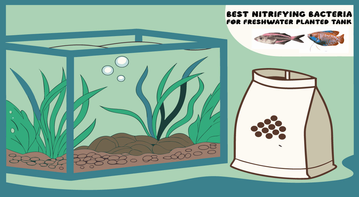 Best Nitrifying Bacteria source for freshwater Planted Tank
