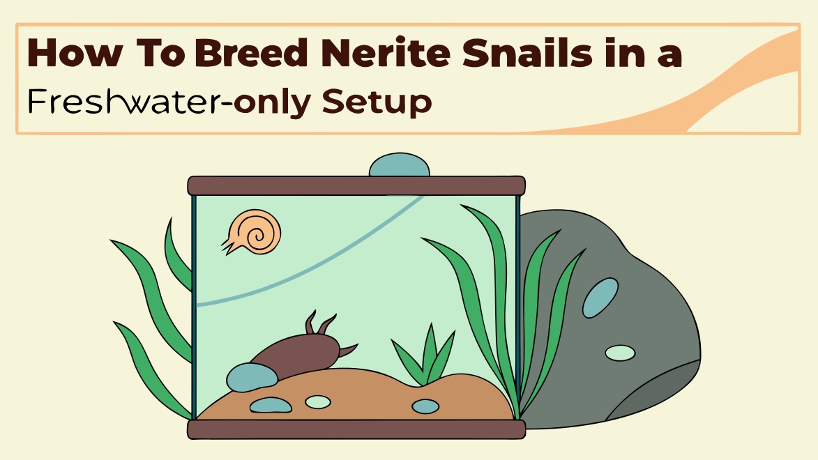How to Breed Nerite Snails in a Freshwater-Only Setup?