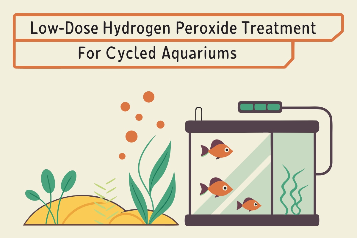 Low-Dose Hydrogen Peroxide Treatment for Cycled Aquariums: Safe Use Guide for U.S. Hobbyists