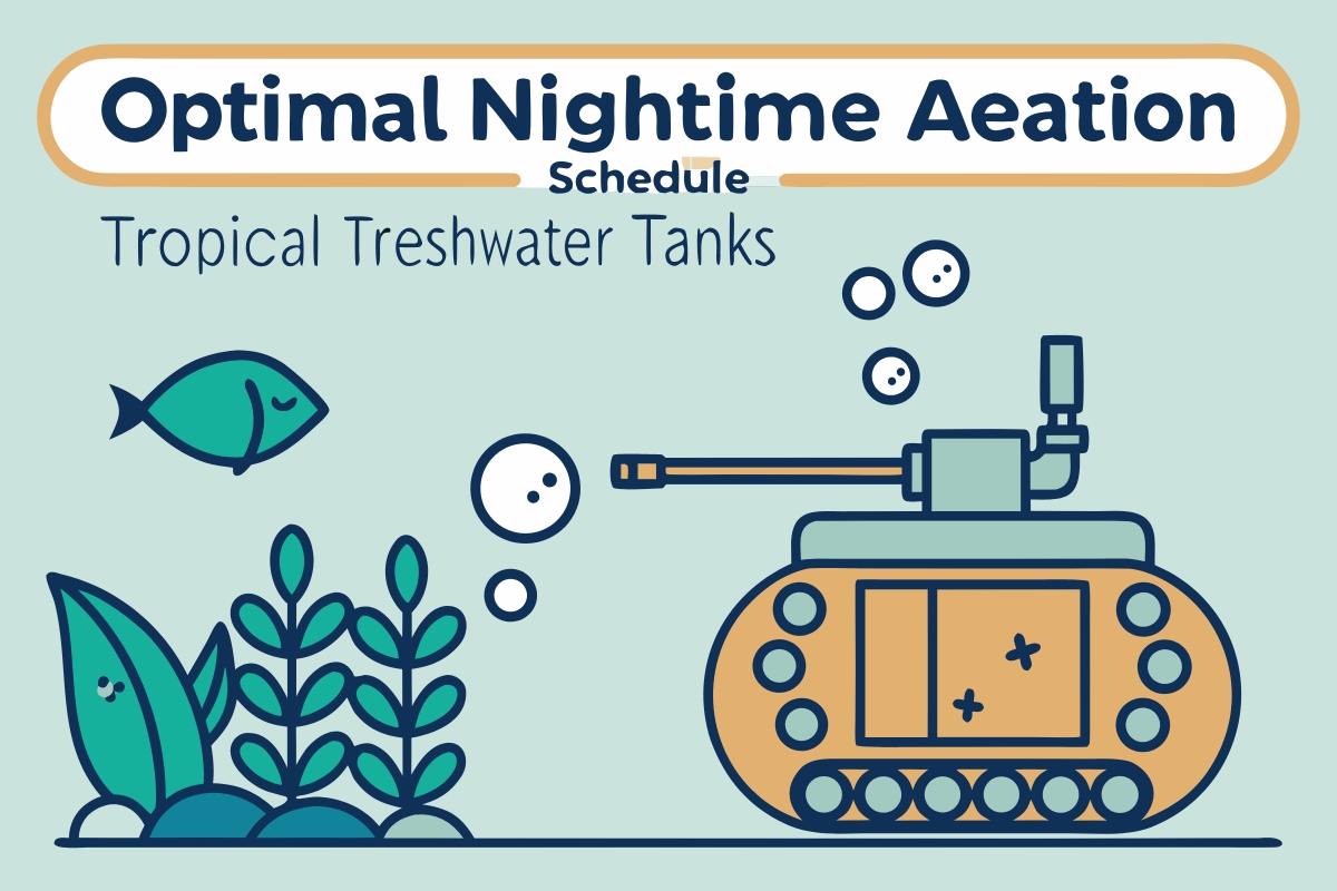Optimal Nighttime Aeration Schedule for Tropical Freshwater Tanks