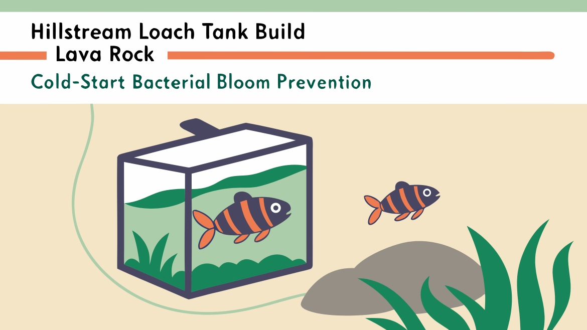 Cold-Start Bacterial Bloom Prevention for Hillstream Loach River-Tank Builds with Lava Rock