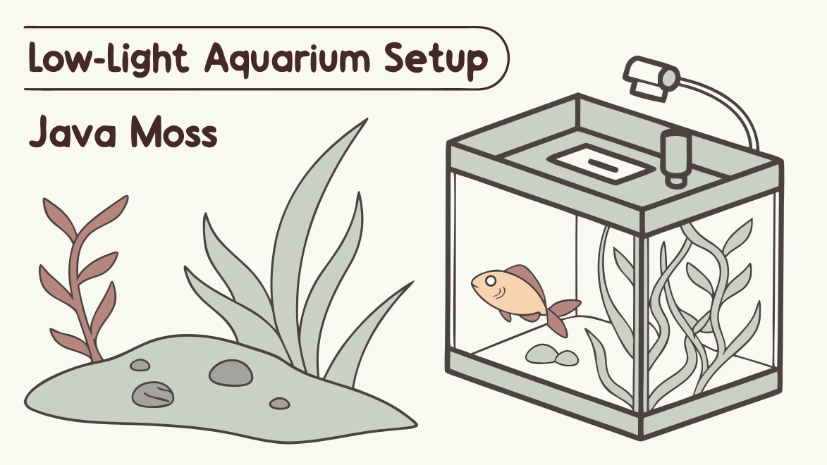 Creating a Low-Light Java Moss Carpet Without CO₂ — A Guide for Betta & Shrimp Nano Tanks with text.