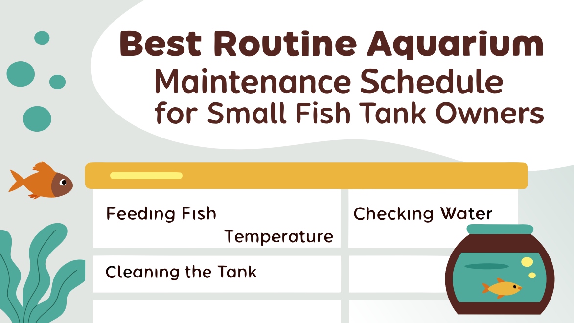 Best Routine Aquarium Maintenance Schedule for Small Fish Tank Owners