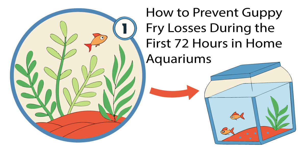 How to Prevent Guppy Fry Losses During the First 72 Hours in Home Aquariums