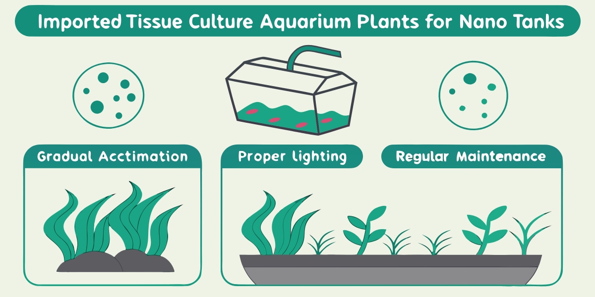How to Prevent Melting in Imported Tissue Culture Aquarium Plants for Nano Tanks