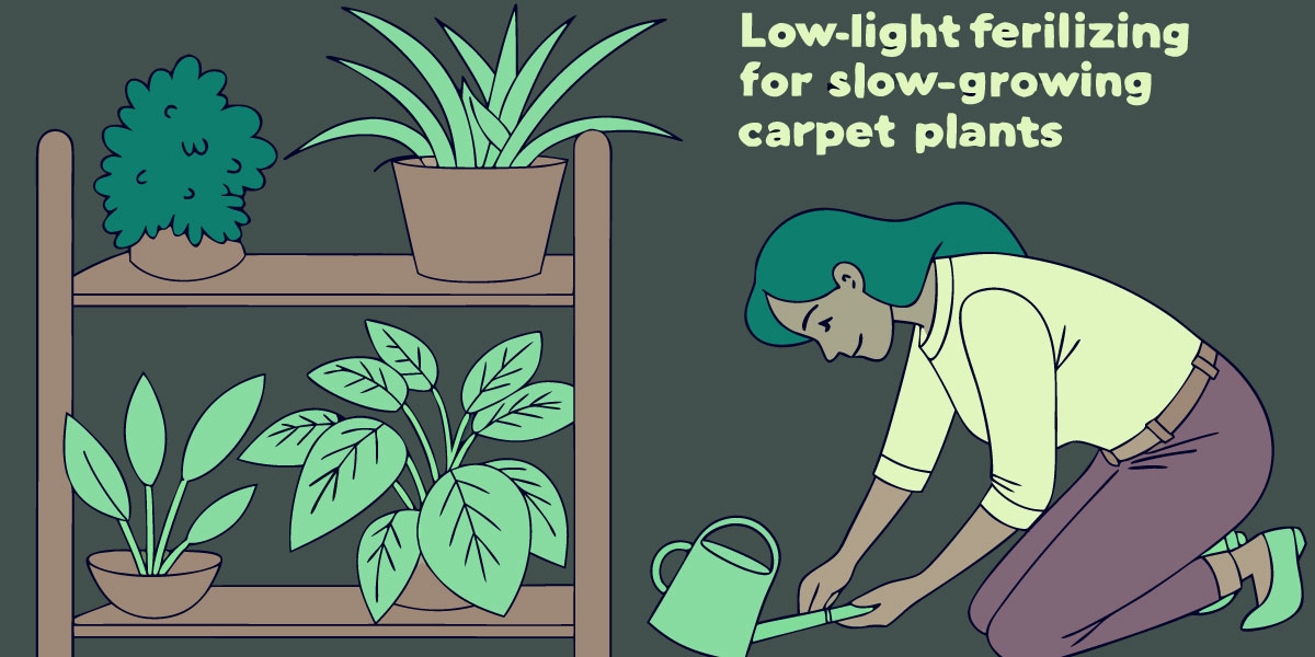 Low-Light Fertilizing Routine for Slow-Growing Carpeting Plants Without CO₂