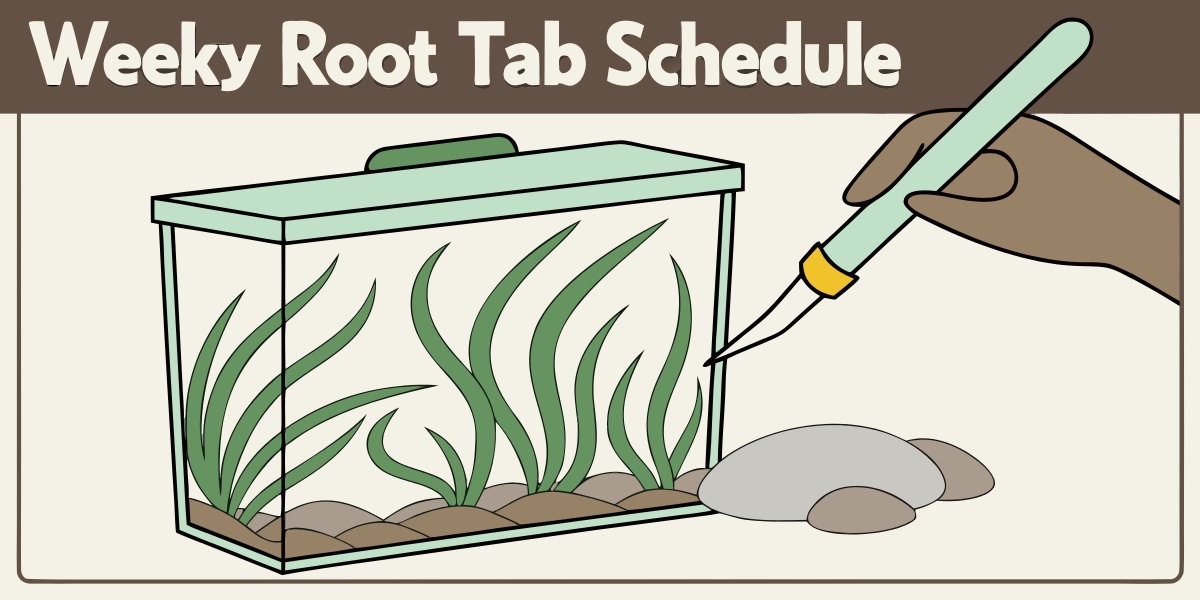 Photo-realistic desktop planted tank (5 gal) with visible root tab placement near an Amazon sword. Soft natural light, close-up of hands inserting a root tab, overlay text — ‘Weekly Root Tab Schedule