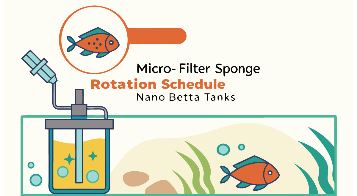Step-by-Step Micro-Filter Sponge Rotation Schedule for Nano Betta Tanks