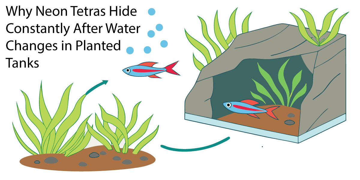 Why Neon Tetras Hide Constantly After Water Changes in Planted Tanks